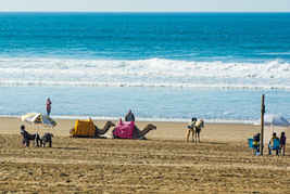 People with Camels and Horse on Beach
