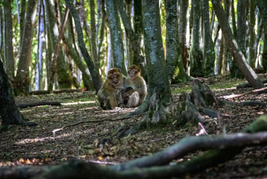 monkeys in the cedar forest of middle atlas morocco
