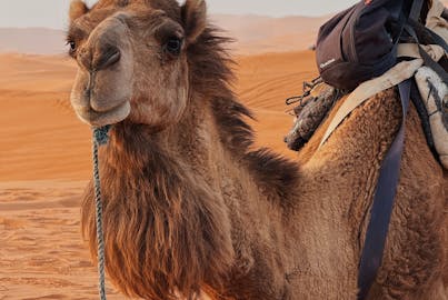 pexels-1093389518-31704007 (1)