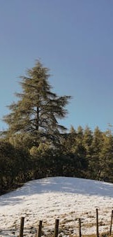 pexels-eloabdel-31435603 (1)