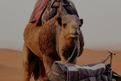 pexels-felfin05-20852589