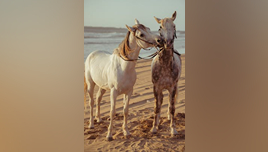 pexels-hazardos-11336250 (1)