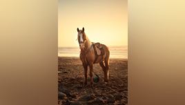 pexels-modry-1327107 (1)