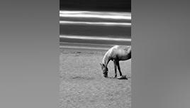 pexels-mographe-30320170 (1) (1)