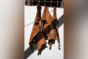 pexels-tubadinn-30283740 (1)