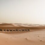 pexels-ed-duvico-530456-29107895 pexels-ed-duvico-530456-29107895