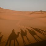 pexels-ed-duvico-530456-29107897 pexels-ed-duvico-530456-29107897