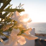 pexels-hazardos-2507804