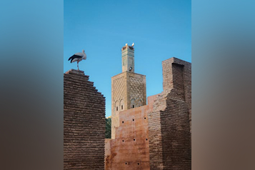 pexels-photogbasya-a-1171505293-30800176 (1)