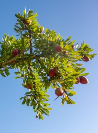 camping-aourir-NAMlpQn58io-unsplash
