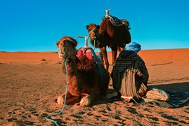 pexels-drethousand-8571110 (1) (1)