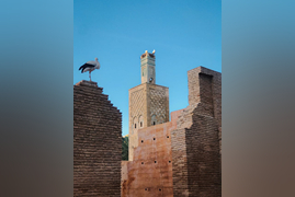 pexels-photogbasya-a-1171505293-30800176-1-1 (1)